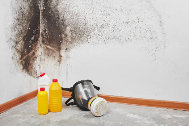 Best Black Mold Remediation in Royse City, TX