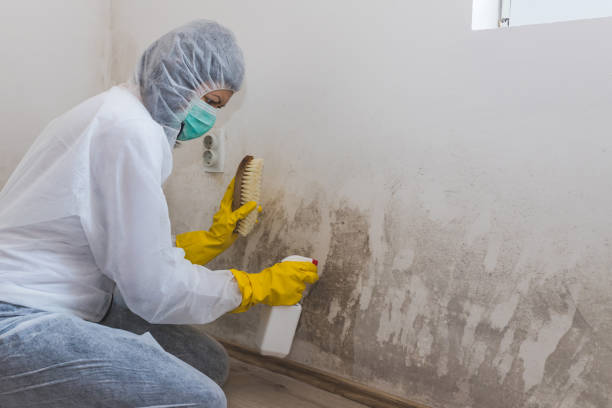 Best Post-Flood Mold Remediation in Royse City, TX