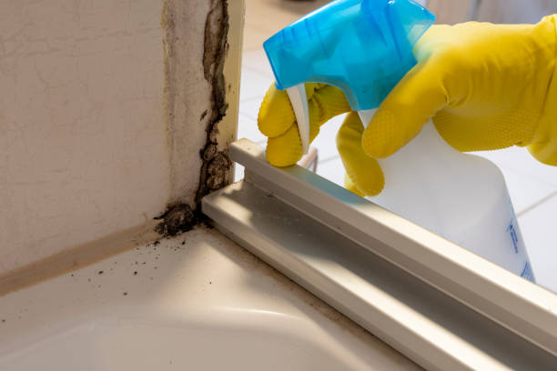 Best Health and Safety Mold Remediation in Royse City, TX