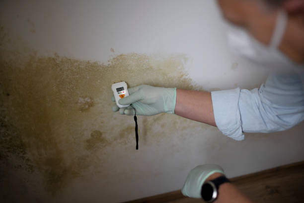 Best Residential Mold Remediation in Royse City, TX