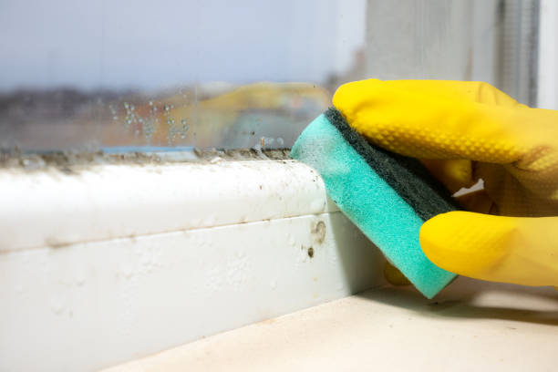 Best Mold Remediation for Schools in Royse City, TX