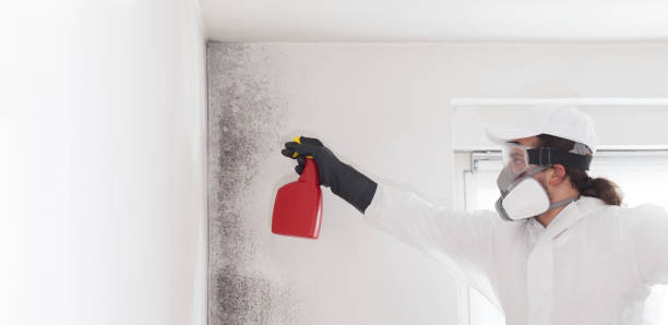 Best Mold Remediation for Specific Building Types in Royse City, TX