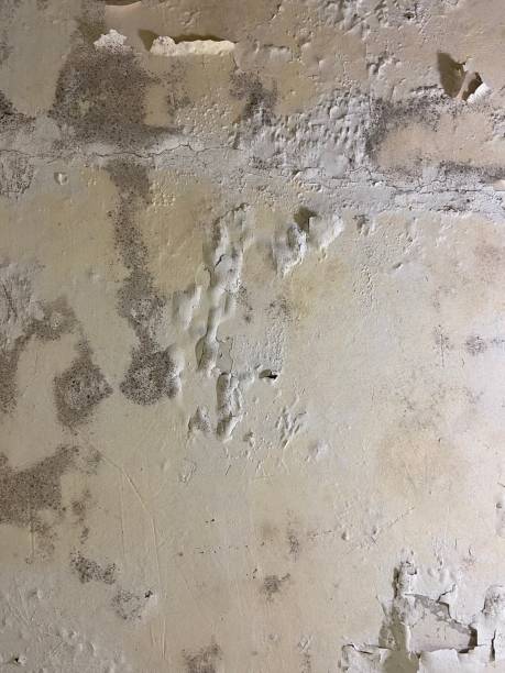 Best Preventive Mold Services in Royse City, TX