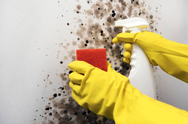 Best Attic Mold Remediation in Royse City, TX