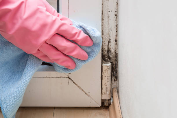 Best Mold Testing and Inspection Services in Royse City, TX