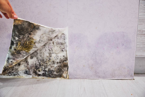 Best Residential Mold Remediation in Royse City, TX